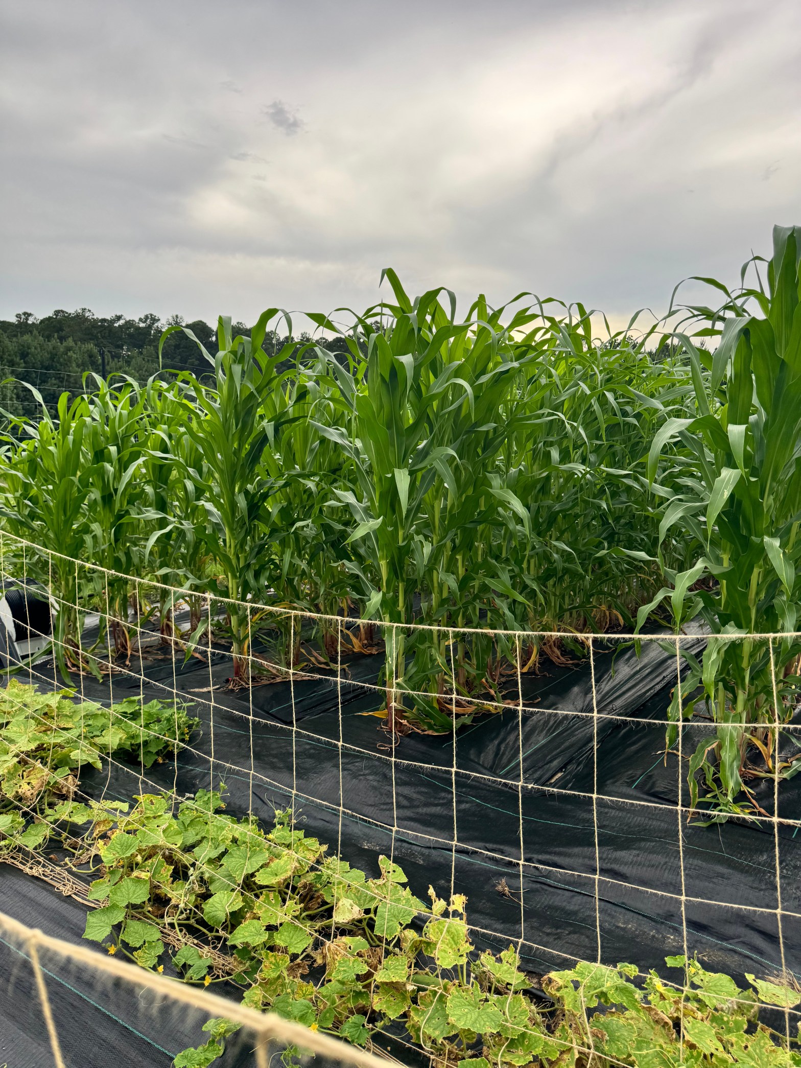 Tall rows of maize growing at Farmsustaina sustainable urban farm Cary NC