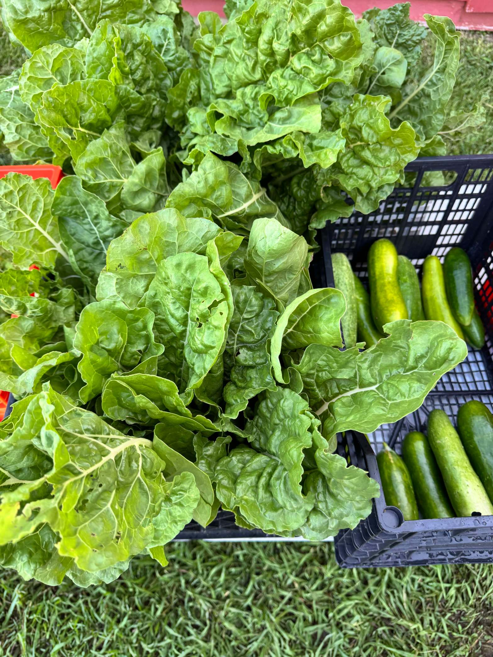 Fresh cucumbers and swiss chard harvested at Farmsustaina organic urban farm in Cary NC