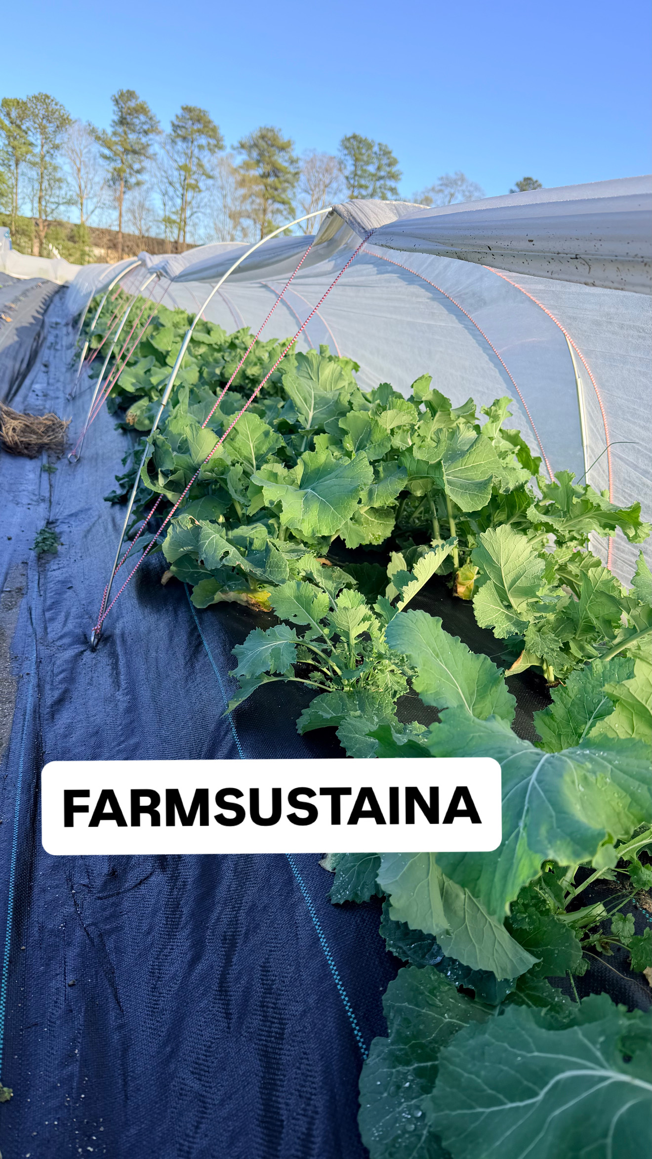Fresh organic produce growing at Farmsustaina urban farm Cary NC spring harvest