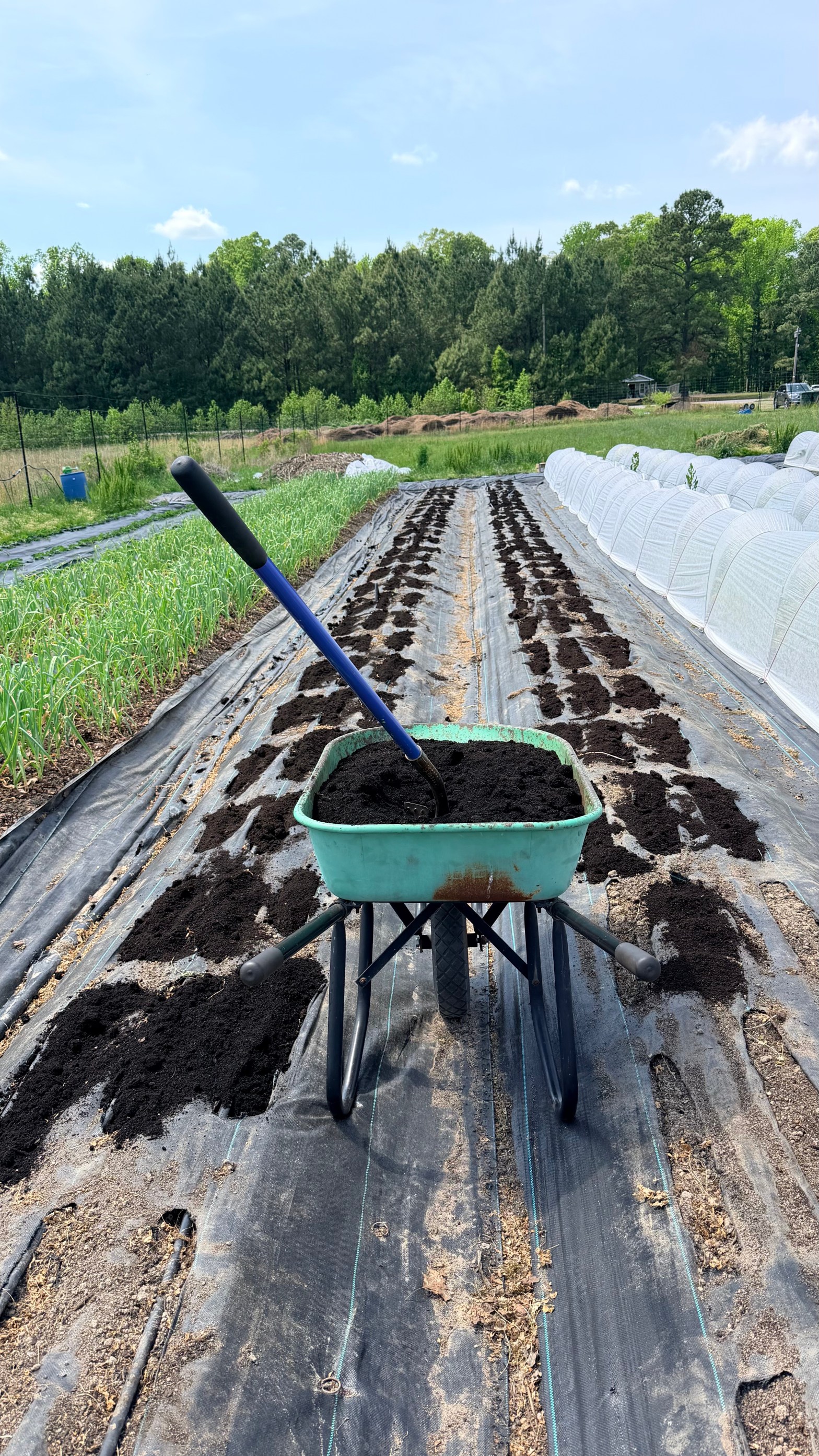 Seasonal crops growing in rows at Farmsustaina sustainable organic farm Cary NC